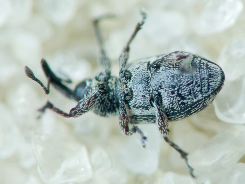 Smicronyx jungermanniae (Reich, 1797)